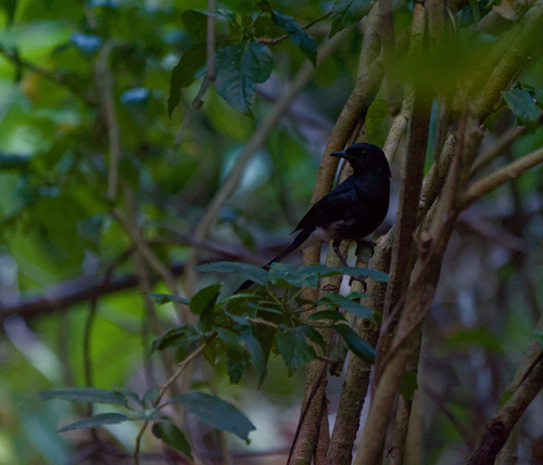 Copsychus niger observed 2026-03-19