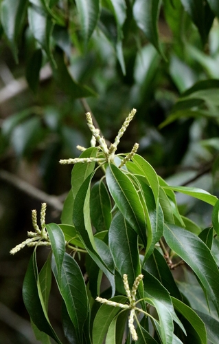 Lithocarpus konishii, photograph 6