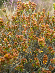 Epacris alpina