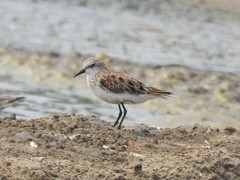 Calidris minuta
