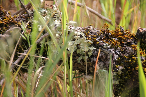 iNaturalist observation photo of typical shield lichens