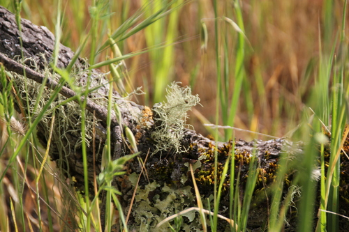iNaturalist observation photo of bushy lichens, sea-fog lichens, and allies
