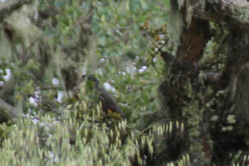 iNaturalist observation photo of California Quail