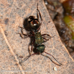Polyrhachis hookeri
