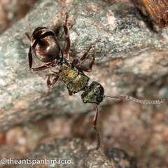 Polyrhachis hookeri