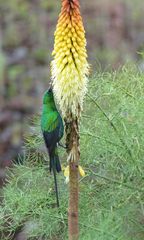 Nectarinia famosa cupreonitens