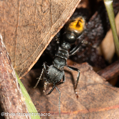 Myrmecia gilberti
