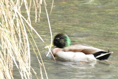 Anas platyrhynchos