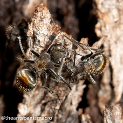 Polyrhachis vermiculosa