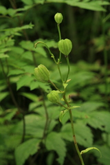 Lilium debile