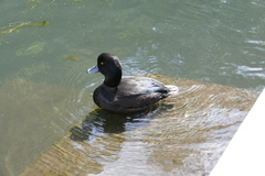 Aythya novaeseelandiae