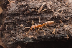 Pseudomyrmex tenuis