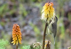 Nectarinia famosa cupreonitens