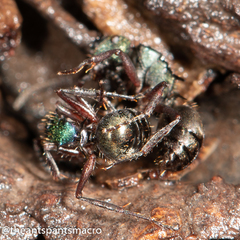 Polyrhachis hookeri