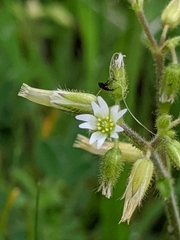 Cerastium brachypodum