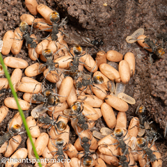 Polyrhachis vermiculosa