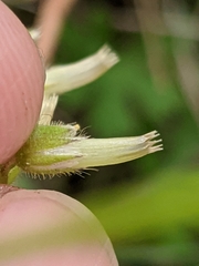 Cerastium brachypodum
