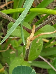 Cerastium brachypodum
