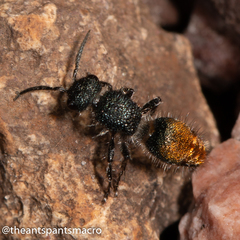 Ancistrotilla fabricii