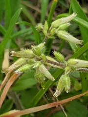 Cerastium brachypodum