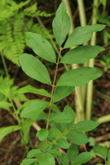 Ligustrum tschonoskii
