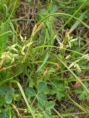 Cerastium brachypodum