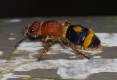 Odontomutilla uranioides