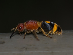 Odontomutilla uranioides