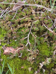 Selaginella peruviana