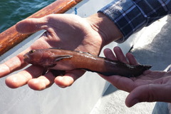Rathbunella hypoplecta
