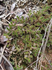 Selaginella peruviana