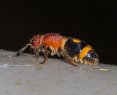 Odontomutilla uranioides