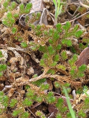 Selaginella peruviana