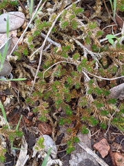 Selaginella peruviana