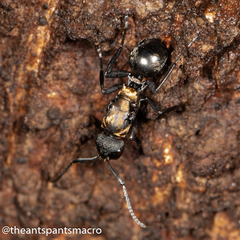 Polyrhachis ornata
