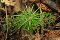 Abies sachalinensis