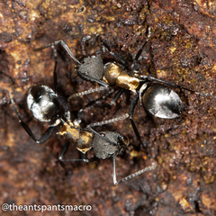 Polyrhachis ornata