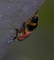 Odontomutilla uranioides