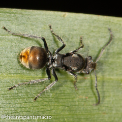 Polyrhachis vermiculosa