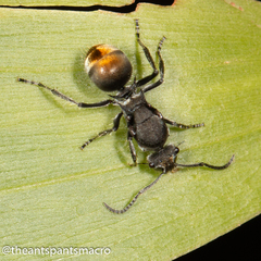 Polyrhachis vermiculosa