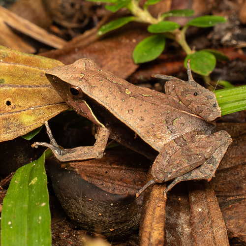 Atlantic Forest Dwarf Frog, Physalaemus olfersii