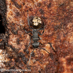 Polyrhachis erato