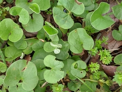 Dichondra recurvata
