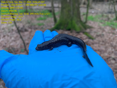 Desmognathus brimleyorum