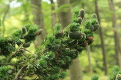 Abies sachalinensis