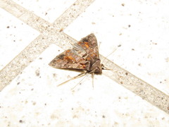 Plusiopalpa adrasta
