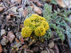 Lomatium cous