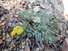 Lomatium cous