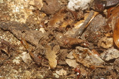 Amblyomma cajennense