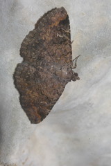 Toxonprucha repentis